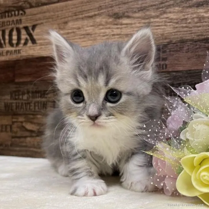 ID:2301-00099の子猫