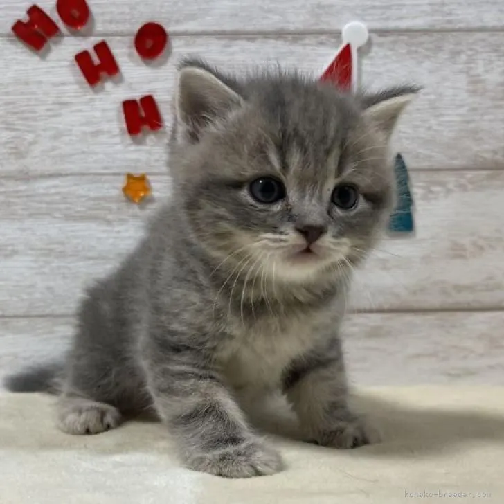 ID:2212-00528の子猫