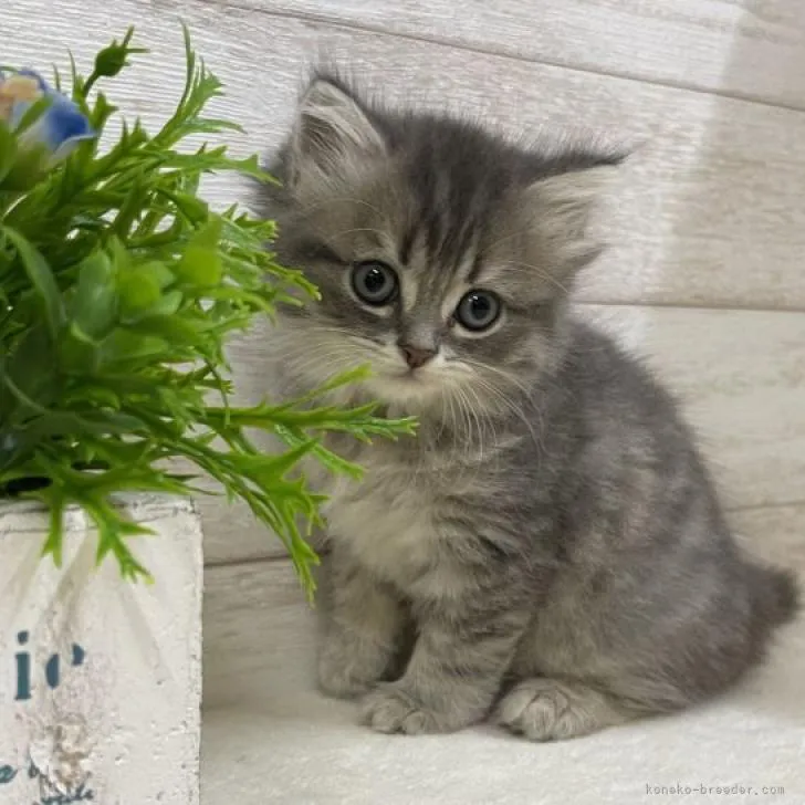 ID:2209-02405の子猫
