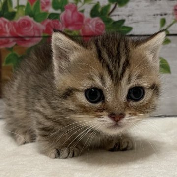 マンチカン(短足)【山梨県・女の子・2024年9月13日・ブラウンマッカレルタビー】の写真「超絶可愛いお姫さま！」