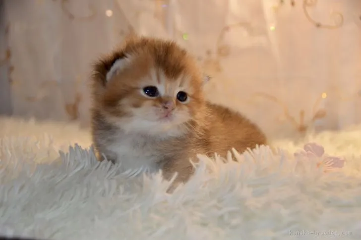 ID:2203-02367の子猫