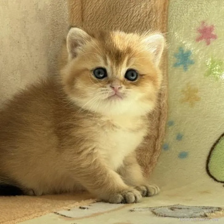ID:2302-01127の子猫