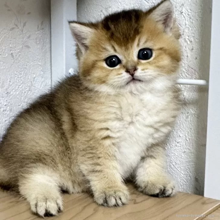 ID:2404-02252の子猫