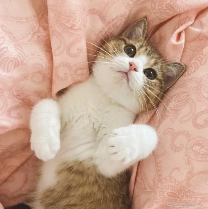 ID:2208-02858の子猫