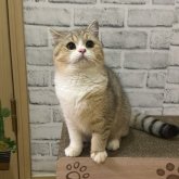 ブリティッシュショートヘア