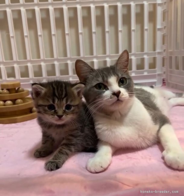 母猫のチカちゃんとチカちゃんの赤ちゃんツーショット♡｜伊藤　貴昭(いとう　たかあき)ブリーダー(東京都・ミヌエットなど・ICC登録)の紹介写真2