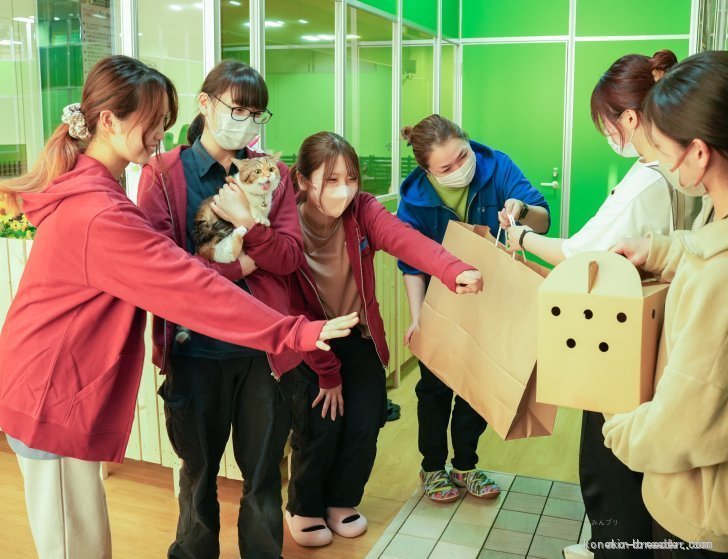 一頭一頭を大切に育てているからこそ、最後はみんなでお見送り！幸せになってね🍀｜三枝　里有(さえぐさ　りう)ブリーダー(神奈川県・マンチカンなど・ZCC登録)の紹介写真7