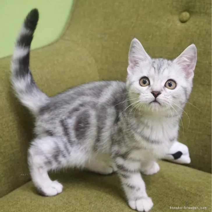 ID:2311-02246の子猫