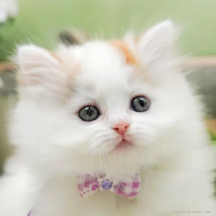 ID:2406-01551の子猫