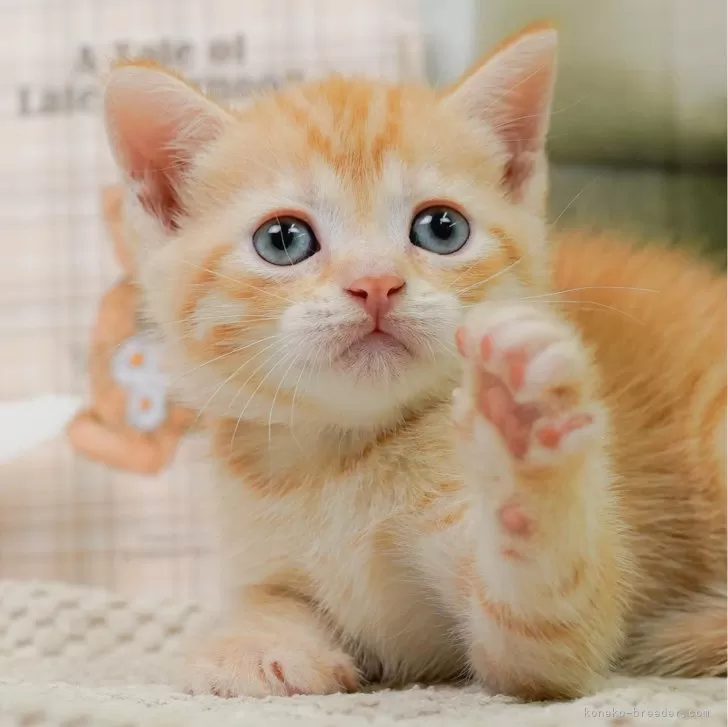 マンチカン(長足)【神奈川県・女の子・2024年6月8日・レッドタビー】の写真1「🐱複数頭の見学も可能🐱きょうだいや他のワンちゃんも見れます」