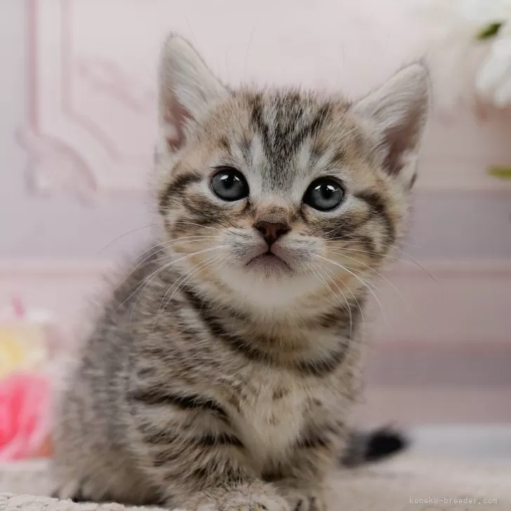 マンチカン(短足)【神奈川県・男の子・2024年3月19日・ブラウンタビー】の写真1「生後38日🐾20時まで受付してるニャン🐾」