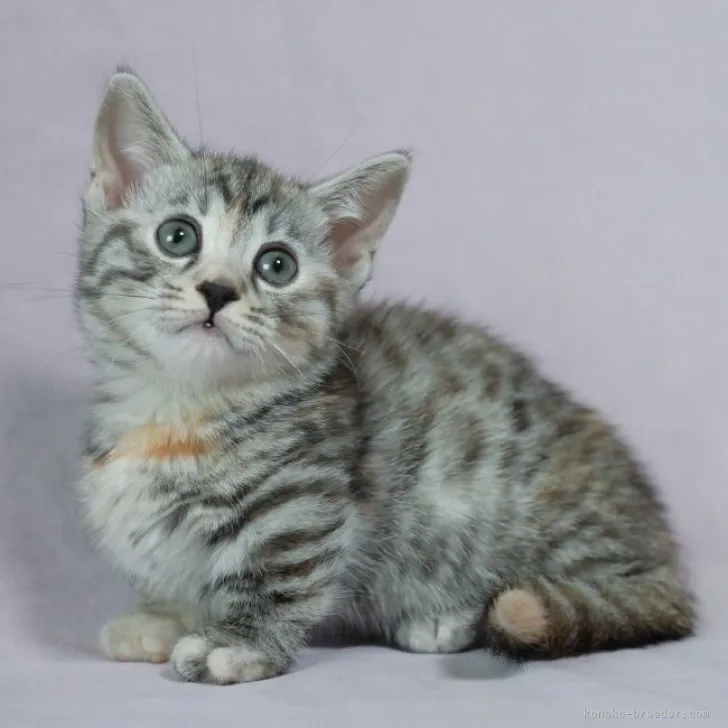 ID:2304-01480の子猫