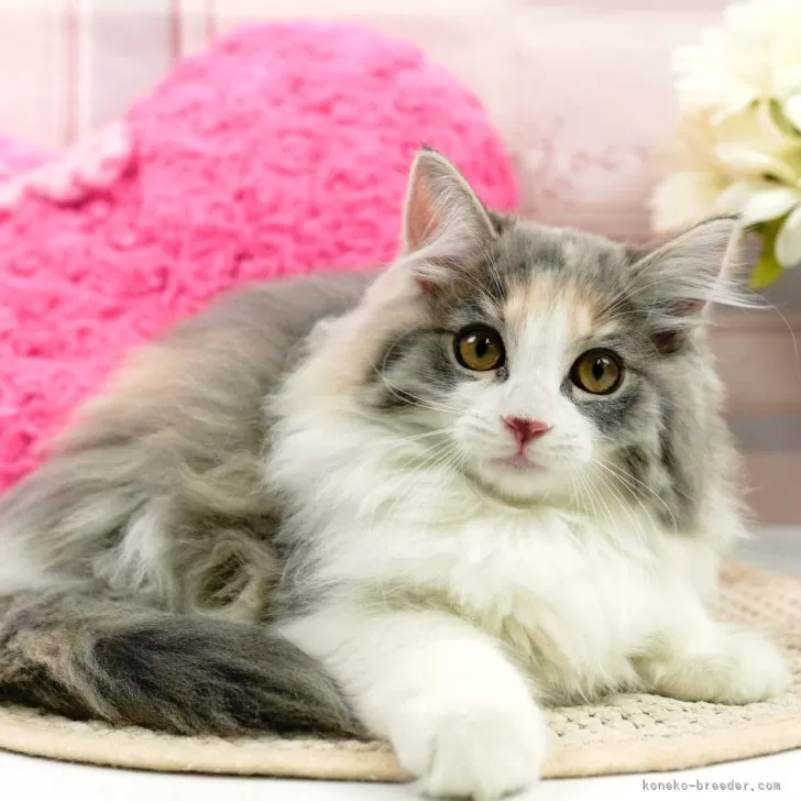 ID:2401-01724の子猫