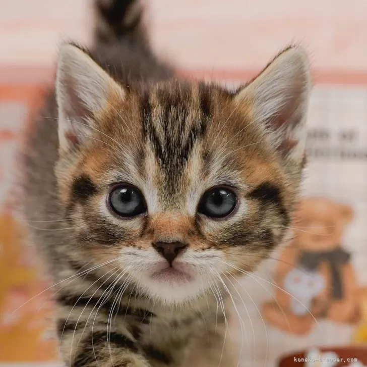 マンチカン(長足)【神奈川県・男の子・2024年3月19日・ブラウンタビー】の写真1「生後38日🐾20時まで受付してるニャン🐾」