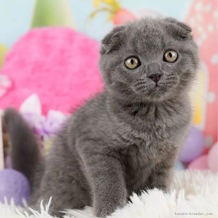 ID:2401-01457の子猫
