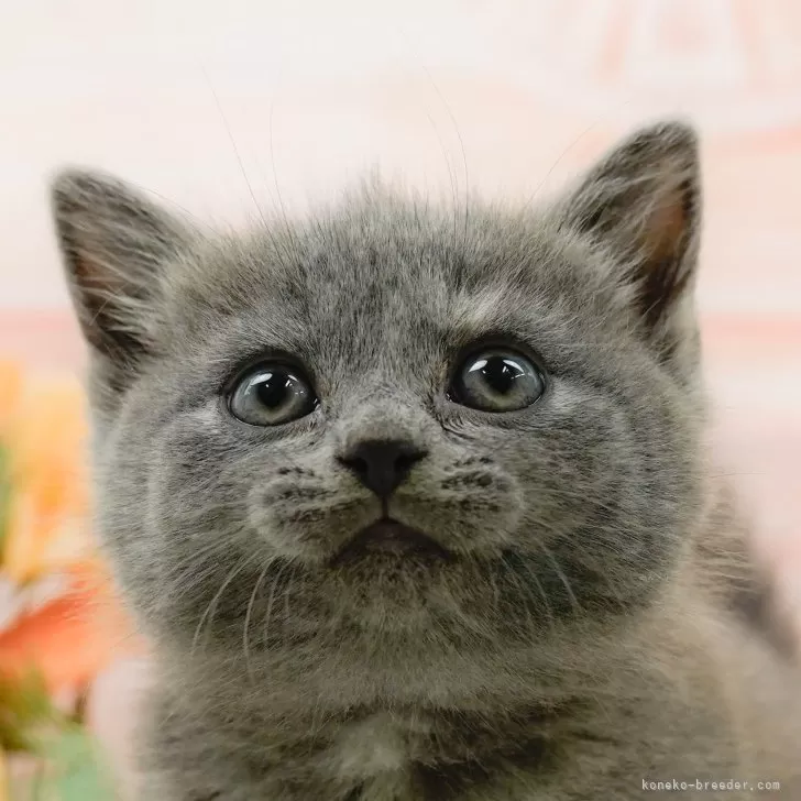 マンチカン(長足)【神奈川県・女の子・2024年5月16日・ブルークリーム】の写真1「🐱複数頭の見学も可能🐱きょうだいや他のネコちゃんも見れます」