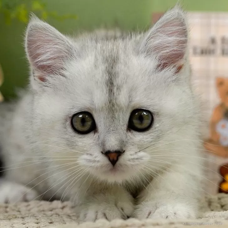 マンチカン(長足)【神奈川県・女の子・2024年2月3日・シルバーパッチドタビー】の写真1「生後61日🐾20時まで受付してるニャン🐾」