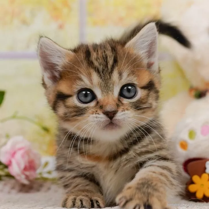 マンチカン(短足)【神奈川県・女の子・2024年3月19日・ブラウンタビー】の写真1「生後38日🐾20時まで受付してるニャン🐾」