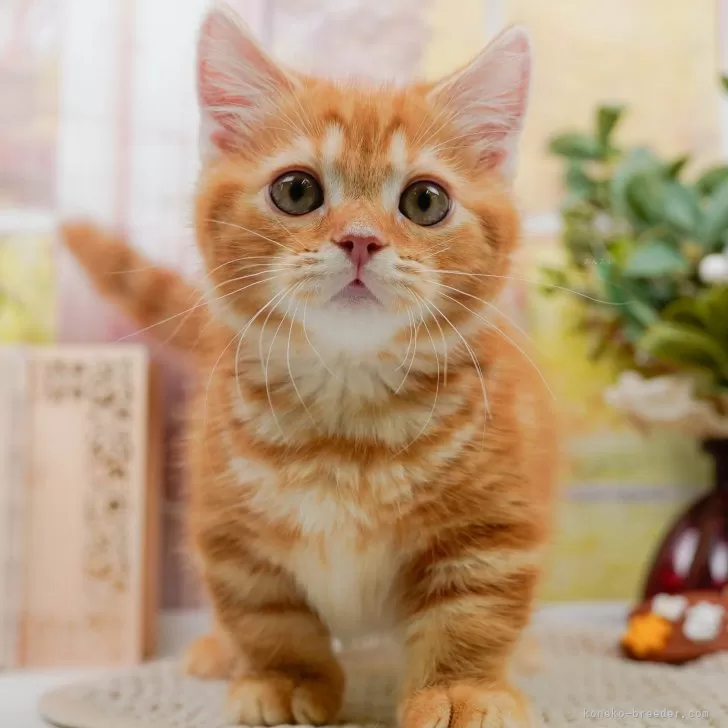 マンチカン(短足)【神奈川県・男の子・2024年1月30日・レッドタビー】の写真1「生後80日🐾20時まで受付してるニャン🐾」