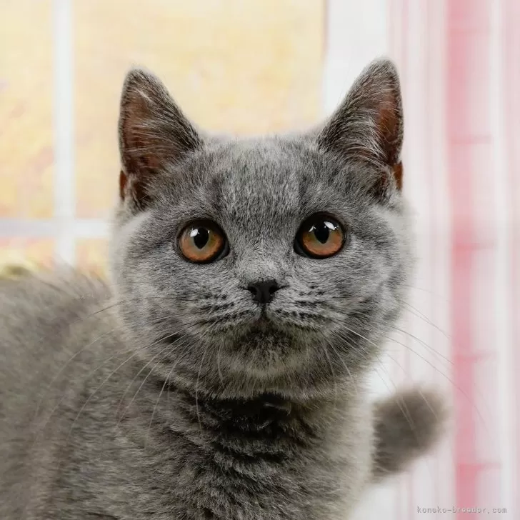 ブリティッシュショートヘア【神奈川県・男の子・2024年1月10日・ブルー】の写真1「生後132日🐾20時まで受付してるニャン🐾」