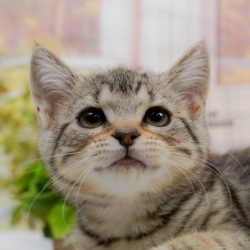 マンチカン(長足)【神奈川県・男の子・2024年2月4日・シルバータビー】の写真「まん丸お顔の男の子🐱」