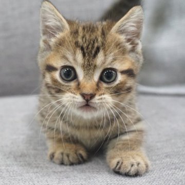 マンチカン(長足)【神奈川県・男の子・2023年9月22日・ブラウンタビー】の写真「猫パンチ練習中なんだニャン！♡」