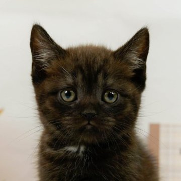 マンチカン(長足)【神奈川県・男の子・2024年1月26日・ブラックスモーク&ホワイト】の写真「好奇心旺盛！ネコパンチで一緒に遊ぼうニャン！♡」