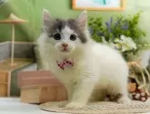 マンチカン(長足)【神奈川県・女の子・2024年8月1日・ダイリュートキャリコ】の写真2「🐱複数頭の見学も可能🐱きょうだいや他のネコちゃんも見れます」