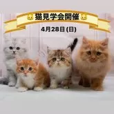 エキゾチックショートヘア【神奈川県・男の子・2024年1月31日・ブラウンタビー&ホワイト】の写真5「🐱4月28日(日)はネコちゃんの見学会を開催いたします🎉たくさんのネコちゃんが大集合🥰」