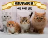 マンチカン(短足)【神奈川県・男の子・2024年1月30日・レッドタビー】の写真5「🐱4月28日(日)はネコちゃんの見学会を開催いたします🎉たくさんのネコちゃんが大集合🥰」