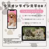 ミヌエット(短足)【神奈川県・男の子・2025年2月18日・ブラウンタビー】の写真10「🛫遠方の方はオンライン見学もOK🚄お持ちのケータイで簡単に今のネコちゃんの様子を見れます💖」
