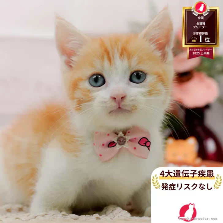 Y.J 様のお迎えした子猫