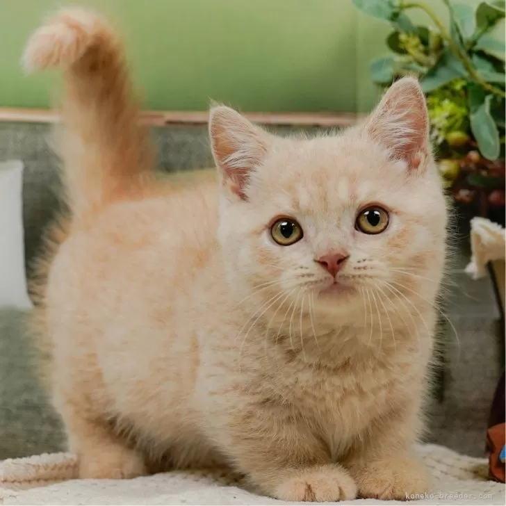 E.K 様のお迎えした子猫