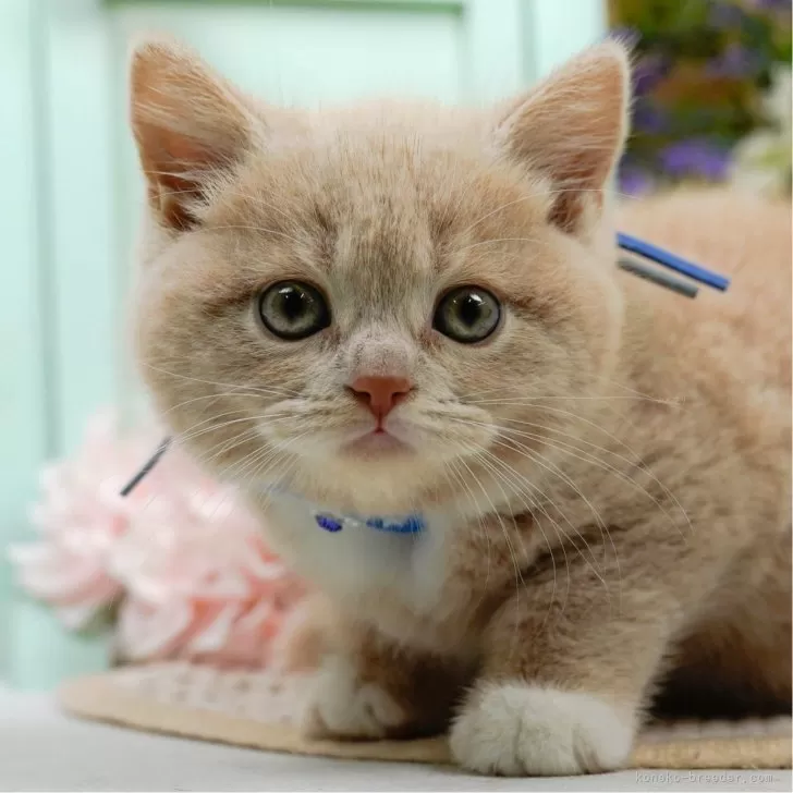 Y.K 様のお迎えした子猫