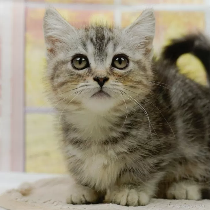 ピロリッチ 様のお迎えした子猫