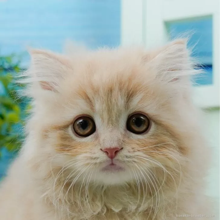 ID:2504-01897の子猫
