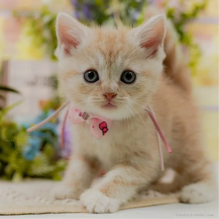 花都 ユキ 様のお迎えした子猫