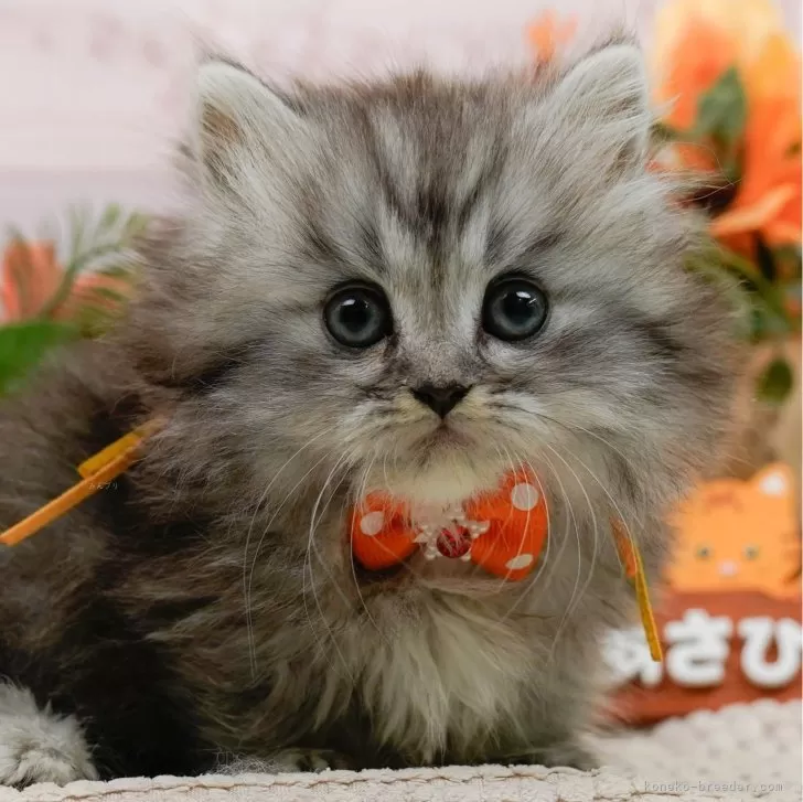 ミヌエット(短足)【神奈川県・男の子・2025年1月3日・チンチラシルバー】の写真1「かわいい子猫の画像や当猫舎の情報を掲載しています💖是非、見てください🎶」