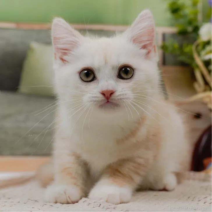 N.O 様のお迎えした子猫