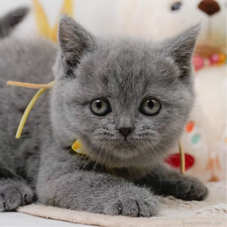 T 様のお迎えした子猫