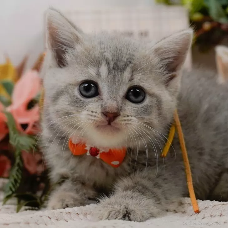 あや 様のお迎えした子猫