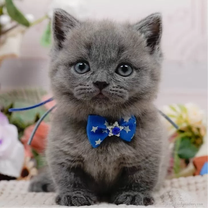 K.Y 様のお迎えした子猫