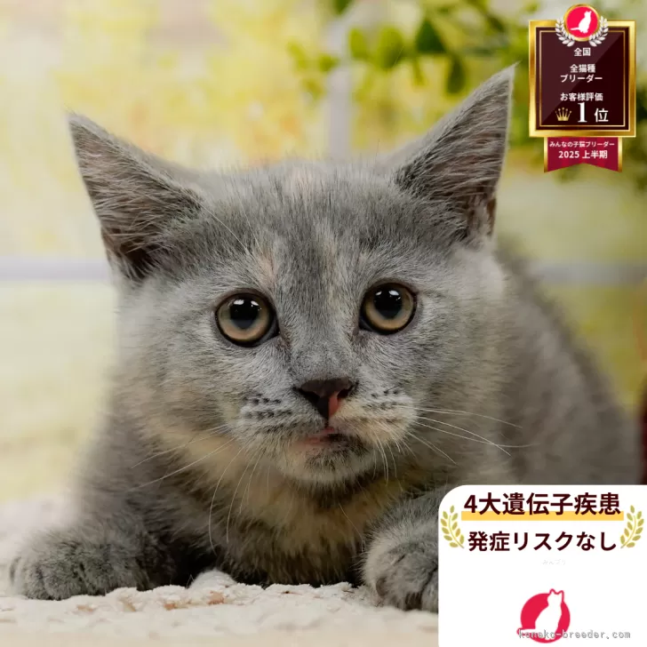 M.N 様のお迎えした子猫