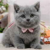 ブリティッシュショートヘア