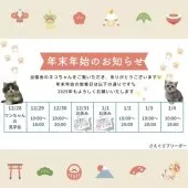 マンチカン(短足)【神奈川県・女の子・2024年11月10日・シルバータビー】の写真5「🎍年末年始のお知らせ🎍ご家族皆様でネコちゃんに会いに来てください♪」