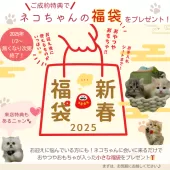 マンチカン(短足)【神奈川県・女の子・2024年11月10日・トーティ】の写真6「🎍1/2～福袋をプレゼント🎁成約特典はもちろん、来店特典もございます♪」