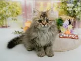 ミヌエット(長足)【神奈川県・女の子・2025年1月3日・チンチラゴールデン】の写真7「🐱複数頭見学🐱大歓迎🎉一度の見学で他のネコちゃんたちも見れます💕」