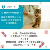 ミヌエット(短足)【神奈川県・女の子・2024年11月20日・トーティ】の写真8「💉全頭健康診断実施済み💉毎週専属の獣医師がネコちゃんの体調チェックをしています🏥」