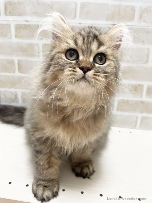 ID:2106-01306の子猫