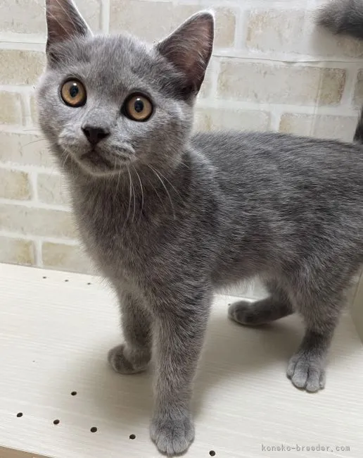 ID:2106-00697の子猫